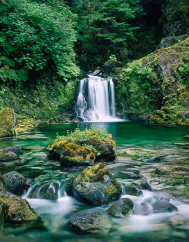 Opal Creek Wilderness , Willamette National Forest , OR | A small waterfall has created a verdant riparian zone and pool in the ancient forest.