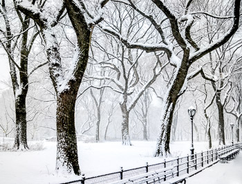 Snowy Elms, Poet's Walk, Central Park, NYC | 
