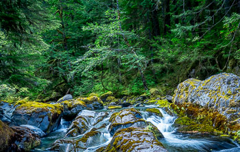 Ancient Forest, Opal Creek Wilderness, OR | 