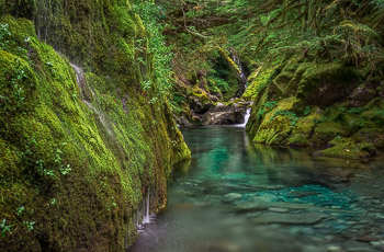 Ancient Forest, Opal Creek Wilderness, OR | 