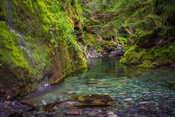 Ancient Forest, Opal Creek Wilderness, OR | 