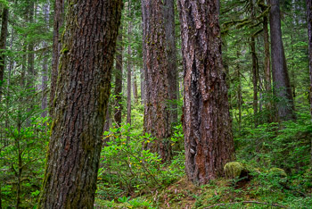 Ancient Forest, Opal Creek Wilderness, OR | 