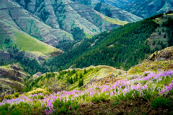 Lupine, Joseph Canyon, OR | 