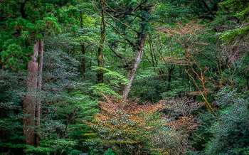 Stewartia, Yakusugi Land, Yakushima, Japan | 