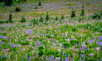 Lupine and Pasqueflower on Naches Peak, Washington. | Wildflower meadows in late July.