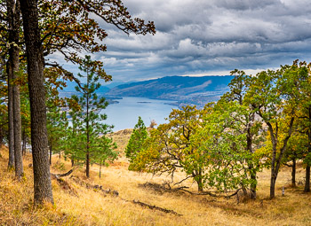 Columbia River, Washington | Columbia River seen through a grove of Gerry Oaks in the fall.
