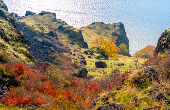 Poisen Oak, Columbia River' WA | 