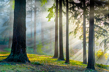 Morning Fog, Douglas Fir, Mount Tabor, OR | 