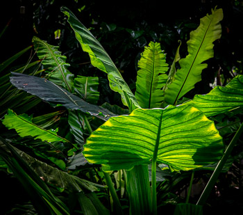 Copenhagen Botanical Garden, DK | 