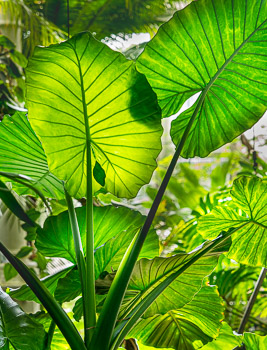 Copenhagen Botanical Garden, DK | 