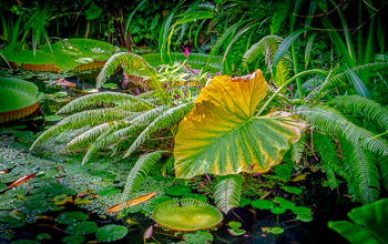 Copenhagen Botanical Garden, DK | 