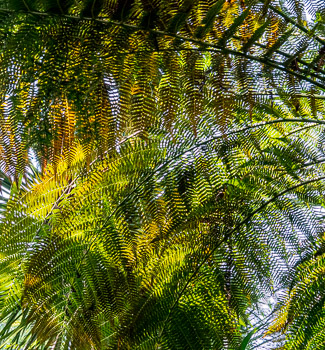 Tree Ferns, Copenhagen Botanical Garden, DK | 