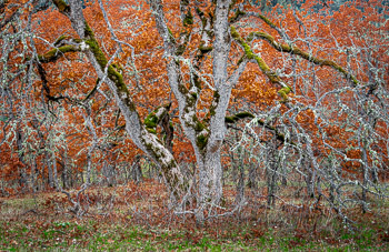 Oregon White Oak, WA | 