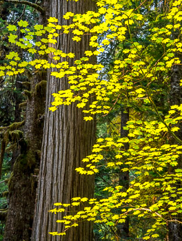Vine Maple and Western Red Cedar,  Gifford Pinchot State Park, WA | Blazing fall yellows of Vine Maple against an old growth Cedar.