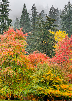 Black Tupelo, Hoyt Arboretum, OR> | Blazing reds and yellows in the Black Tupelotrees,Hoyt Arboretum, OR.