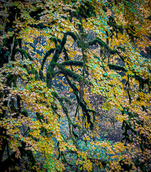 Big Leaf Maple,Silver Creek Falls State Park, OR | 
