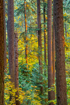 Fall, Mount Tabor Park, OR | 