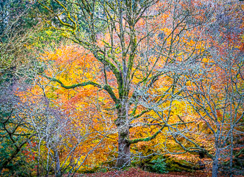 Big Leaf Maple, Hoyt Arboretum, OR | 