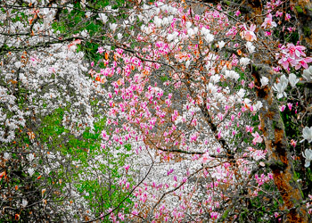 Magnolias, Hoyt Arboretum, Oregon, Portland | Magnolias in bloom in the Hoyt Arboretum, Portland, Oregon,