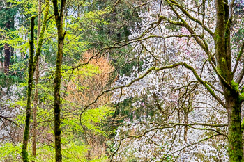 Magnolias, Hoyt Arboretum, Oregon, Portland | Magnolias in bloom in the Hoyt Arboretum, Portland, Oregon,