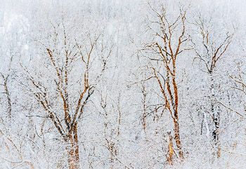 Maple trees and snow, City Creek, Salt Lake City, Utah | Maple trees and snow, City Creek, Salt Lake City, Utah