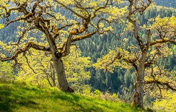 Gerry Oaks, Weldon Wagon Trail, WA. | The spring bloom of new buds among the Gerry Oaks, Weldon Wagon Trail, WA.