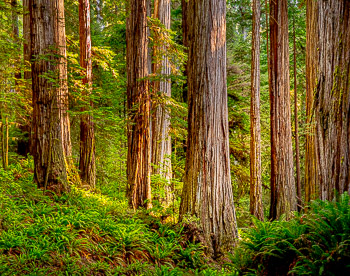 Coastal Redwoods, Jedediah Smith Redwoods State Park, CA | Soft morning light in the Coastal Redwoods, Jedediah Smith Redwoods State Park, CA