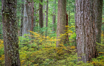 Old growth Cedar, Hemlock and Douglas Fir, Larch Mountain, OR | 