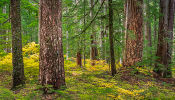 Old growth Cedar, Hemlock and Douglas Fir, Larch Mountain, OR | 