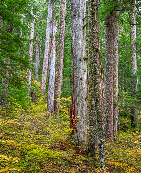 Old growth Cedar, Hemlock and Douglas Fir, Larch Mountain, OR | 