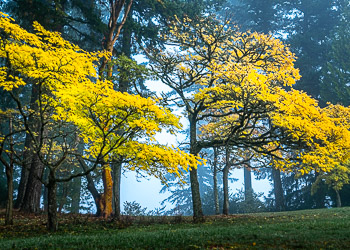 Cork trees, Hoyt Arboretum, OR | 