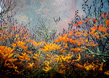 Sumac, Hoyt Arboretum, OR | 