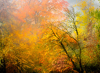 Sugar Maple and Yellow BIrch,, Hoyt Arboretum, OR | 