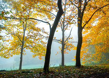 Sycamore, Hoyt Arboretum, OR | 