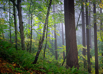 Morning Fog, Mount Tabor, OR | 