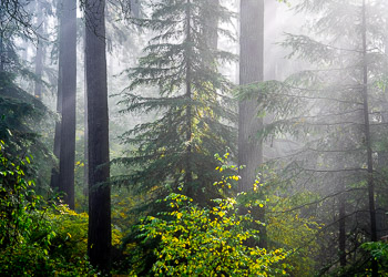 Morning Fog, Mount Tabor, OR | 