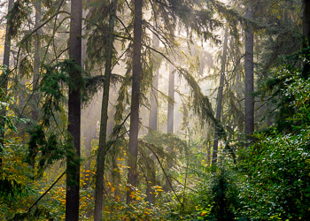 Morning Fog, Mount Tabor, OR | 