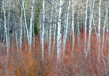 Aspen, Red Osier Dogwood, and Willow, Wood River, Ketchum , ID | 