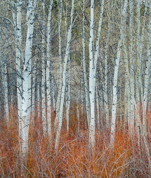 Aspen, Red Osier Dogwood, and Willow, Wood River, Ketchum , ID | 