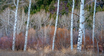 Aspen, Red Osier Dogwood, and Willow, Wood River, Ketchum , ID | 