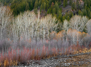 Aspen, Cottonwood, Red Osier Dogwood, and Willow, Wood River, Ketchum , ID | 