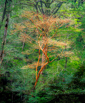 Stewartia, Yakusugi Land, Yakushima, Japan | 