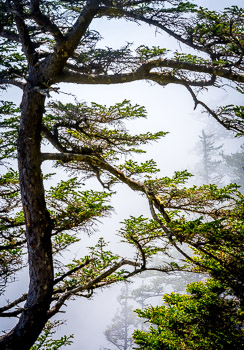 Sitka Spruce, Oswald West State Park, OR | 
