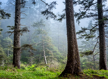 Sitka Spruce, Oswald West State Park, OR | 