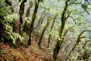 Oak Grove, Eagle Creek, Columbia Gorge, OR | A grove of standing oaks are covered in lichen and silhouetted in the fog.