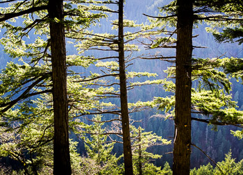 Douglas Fir, Eagle Creek, OR | Douglas Fir in the Columbia River Gorge Recreation Area are backlit and silhouetted, their needles looking chartreuse green.