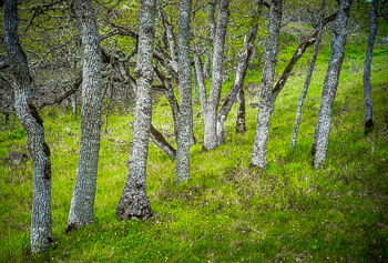 Oak Grove, Catherine Creek, WA | 