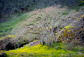 Oak Trees, Catherine Creek, WA | 