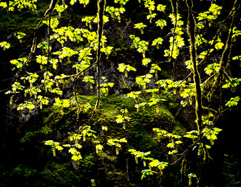 Big Leaf Maple, Columbia River Gorge, Oregon | 