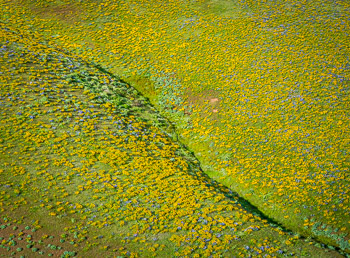 Seven Mile Hill, Columbia River Gorge, OR | Super bloom, spring, 2016